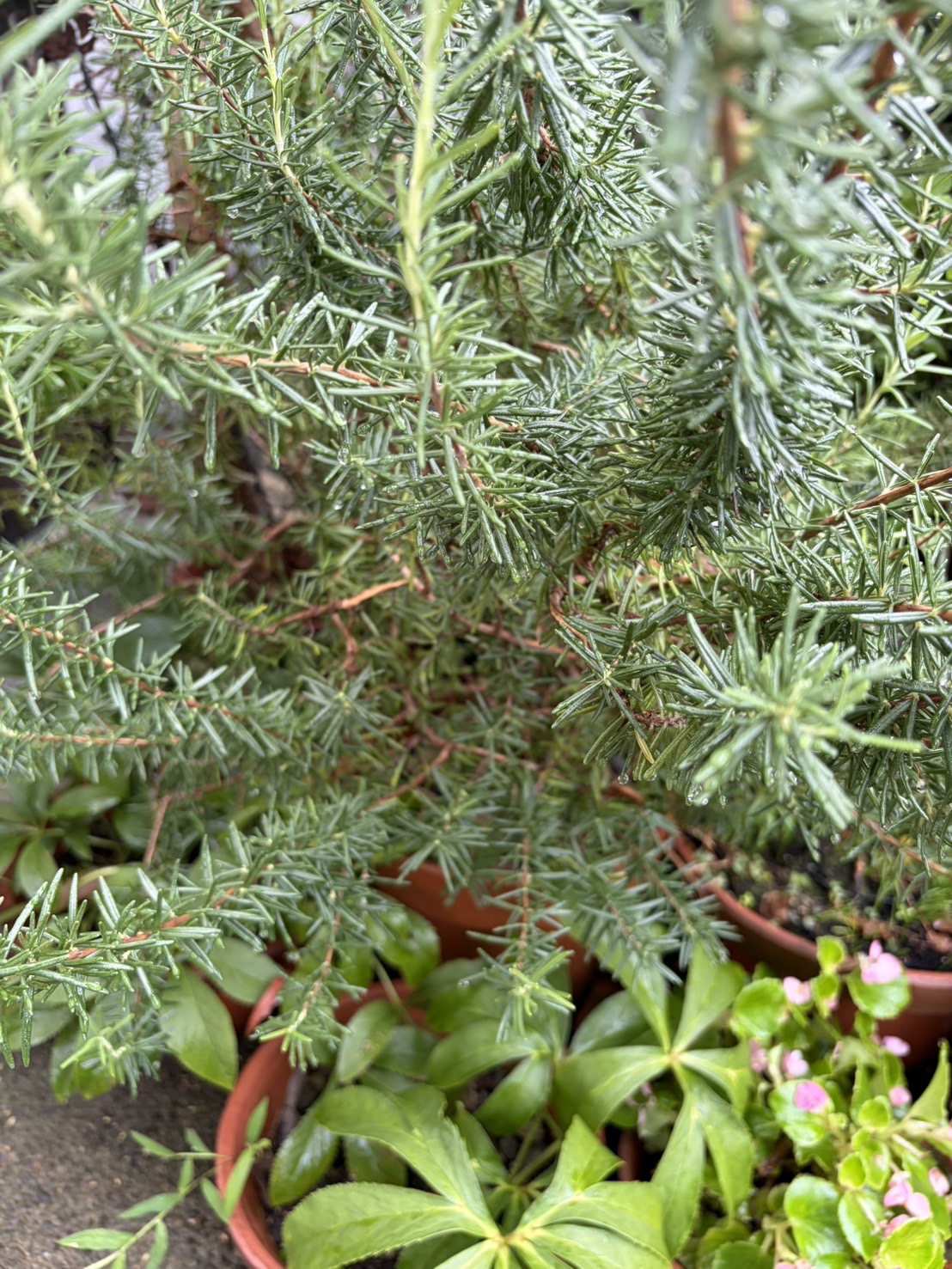 鉢植えのローズマリー、細く伸びた葉が朝の水滴に濡れている様子、緑の濃淡が重なる質感