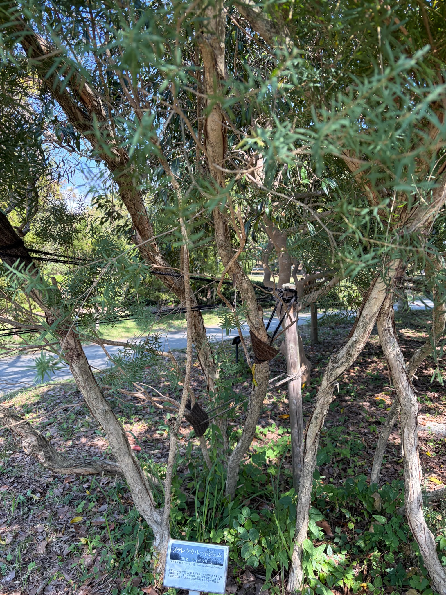メラレウカ(ティーツリー)の木、公園の小道沿いに茂る細い幹と葉